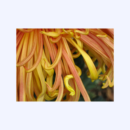 Petals by Shaw Sutton