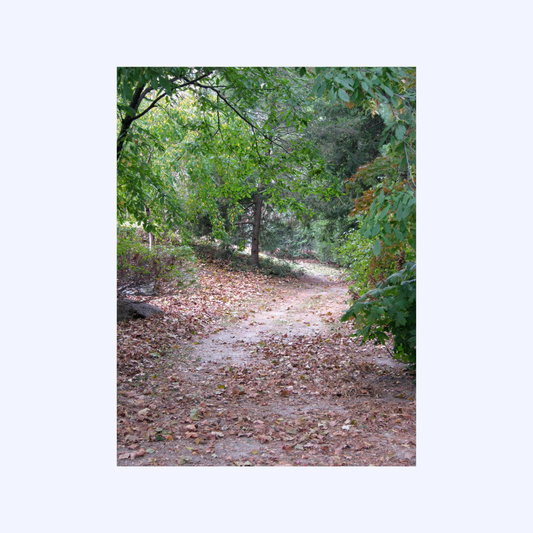 Winding Path by Shaw Sutton